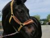 dressage horse Freixenet 57 (Württemberger, 2004, from French Kiss)