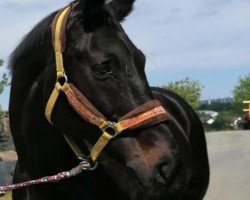 dressage horse Freixenet 57 (Württemberger, 2004, from French Kiss)