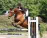 broodmare Dancing Queen (Hessian Warmblood, 2003, from Dumont)