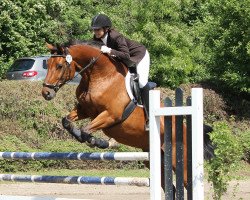 Zuchtstute Dancing Queen (Hessisches Warmblut, 2003, von Dumont)