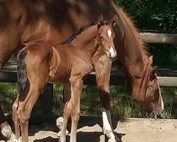 Springpferd Galahad PU Z (Zangersheide Reitpferd, 2020, von Grandorado TN)