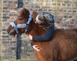 horse Joker553 (Shetland Pony, 2012)