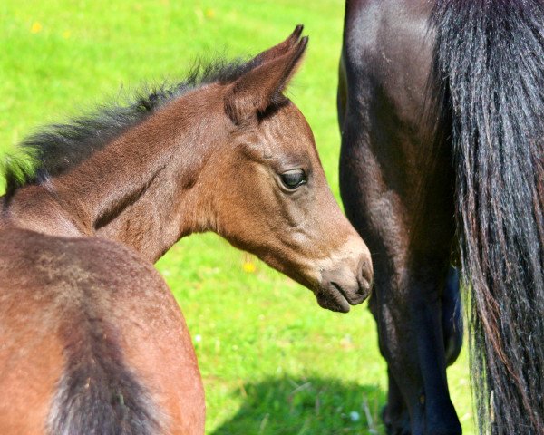 Dressurpferd Take me SW (Deutsches Reitpony, 2020, von Top Carello)