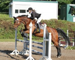 dressage horse Caiero (German Warmblood, 2003, from Consens)