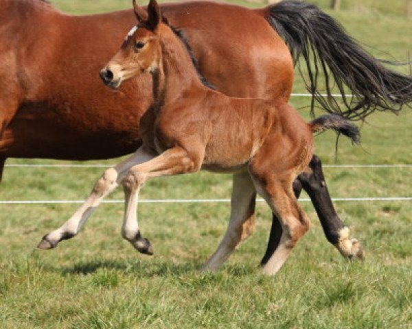 Springpferd Cuvèe Noblesse (Hannoveraner, 2020, von Comme il Faut)