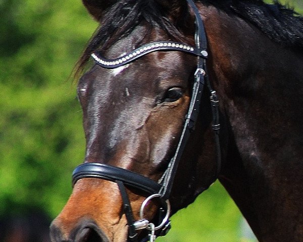 horse Levantano (Hanoverian, 2015, from Likoto xx)