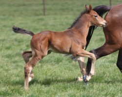 jumper Curt (Hanoverian, 2020, from K.i Checkter)