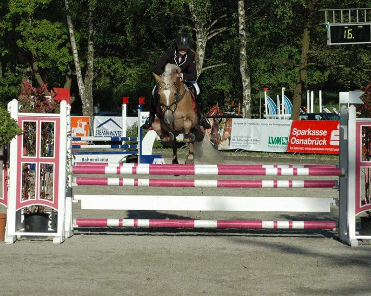 stallion Noble Dream (Edelbluthaflinger, 2003, from Noble-Dancer)