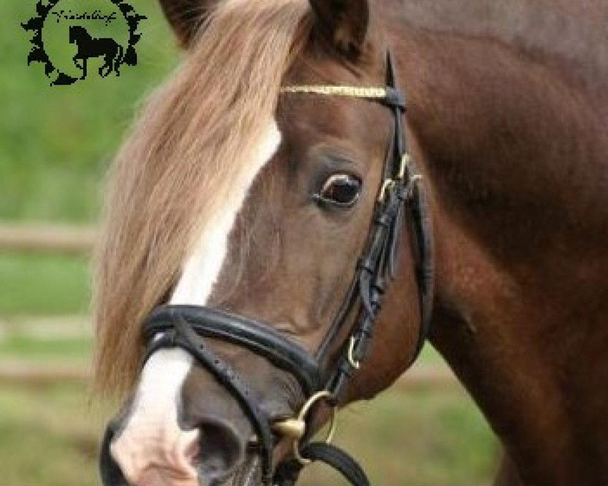 stallion Danaway Flashback (Welsh-Cob (Sek. D), 2002, from Danaway Flash Jack)