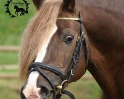 Deckhengst Danaway Flashback (Welsh-Cob (Sek. D), 2002, von Danaway Flash Jack)