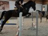 dressage horse Grace (Württemberger, 2012, from Gardez)