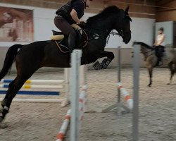 dressage horse Grace (Württemberger, 2012, from Gardez)