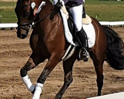 dressage horse Nobilis K (German Riding Pony, 2016, from Nemax)