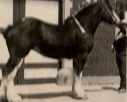 Zuchtstute Pam of Maple Valley (Clydesdale, 1982, von Doura Winalot)