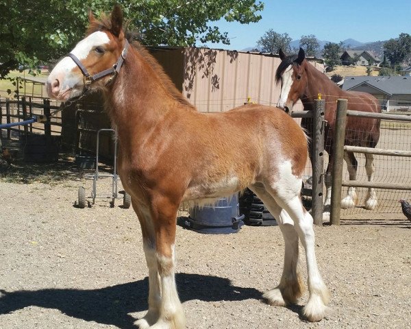 Pferd Pacific's R.P.S. Lilly (Clydesdale, 2016, von Robyncroft Perfect Son)