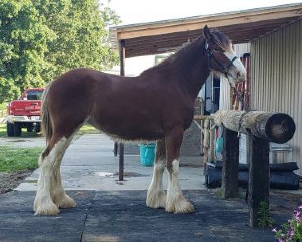 horse Pacific's Leah (Clydesdale, 2017, from Cranston's Sensational Gregg)