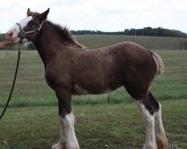 horse Pacific's R.P.S. Pearl (Clydesdale, 2018, from Robyncroft Perfect Son)