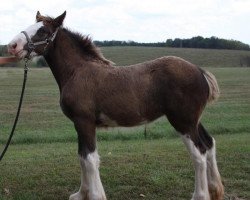 Pferd Pacific's R.P.S. Pearl (Clydesdale, 2018, von Robyncroft Perfect Son)