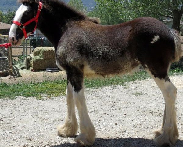 Pferd Pacific's R.P.S. Liberty Belle (Clydesdale, 2015, von Robyncroft Perfect Son)