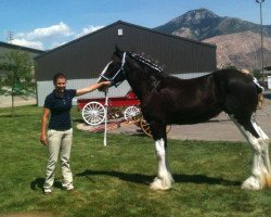 Zuchtstute Pacific's Ladyhawke (Clydesdale, 2011, von Oakwood Classic Enhancer Issac)