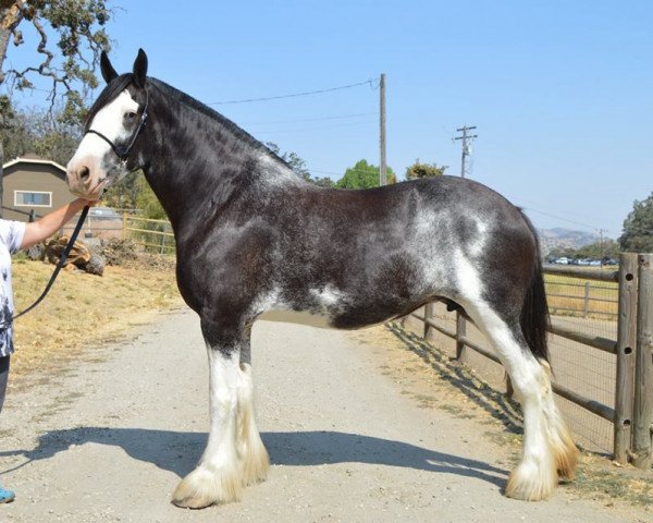 Zuchtstute Pacific's R.P.S. Riley (Clydesdale, 2009, von Robyncroft Perfect Son)