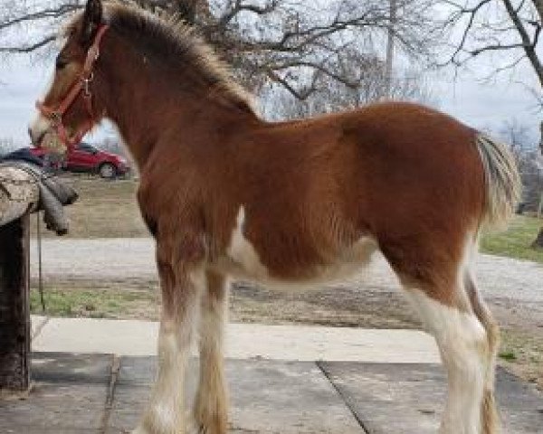 horse Pacific's Benedictine (Clydesdale, 2019, from Karvelton Crown Royal)