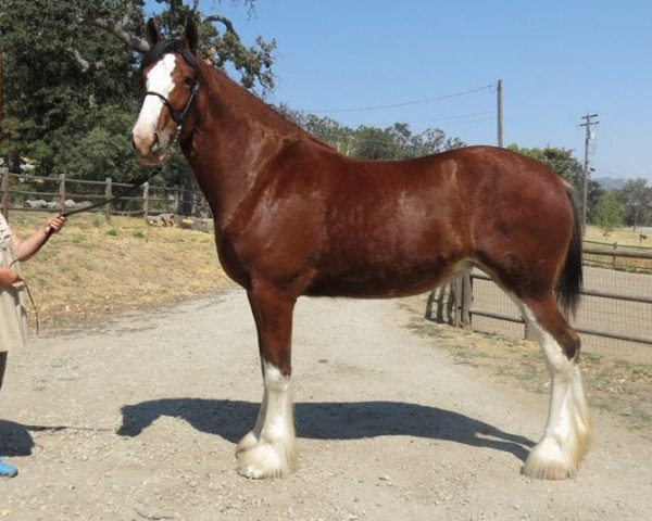 broodmare Pacific's Lorelei (Clydesdale, 2014, from Cranston's Sensational Gregg)