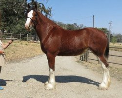 Zuchtstute Pacific's Lorelei (Clydesdale, 2014, von Cranston's Sensational Gregg)