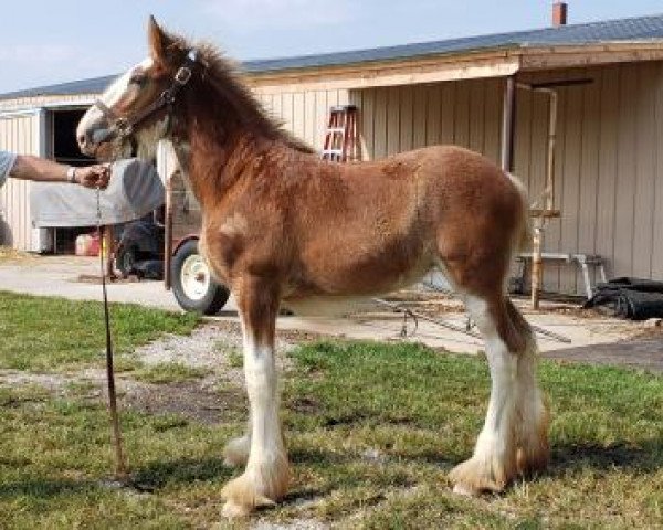 horse Pacific's R.P.S. London (Clydesdale, 2019, from Robyncroft Perfect Son)