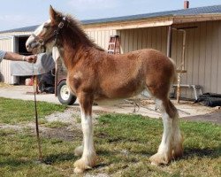 Pferd Pacific's R.P.S. London (Clydesdale, 2019, von Robyncroft Perfect Son)