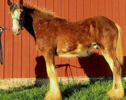 horse P33 Thor (Clydesdale, 2016, from Freedom Majestic Liverpool)