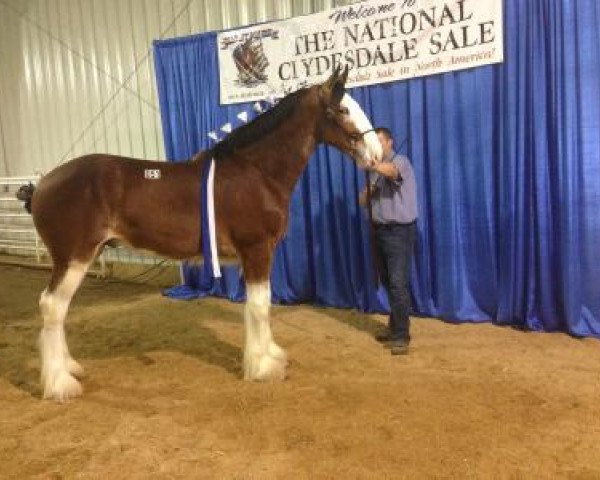 Pferd P33 Magic Rocket (Clydesdale, 2015, von Freedom Majestic Liverpool)