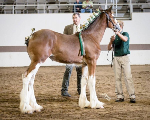 horse P33 Luna Bella (Clydesdale, 2017, from Irish Thunder's Celtic Finnegan)