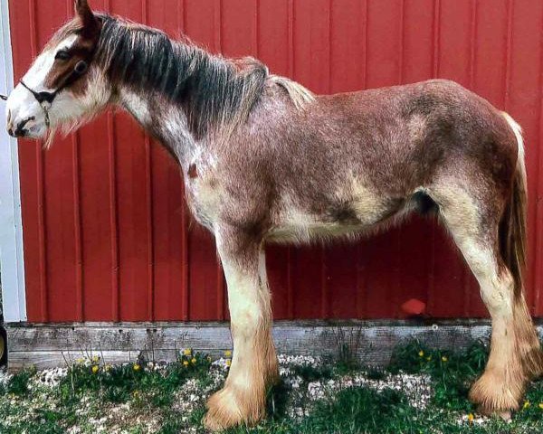 Pferd P33 Indiana Red (Clydesdale, 2015, von Freedom Majestic Liverpool)