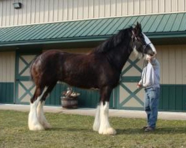 horse P33 Black Betty (Clydesdale, 2015, from Freedom Majestic Liverpool)