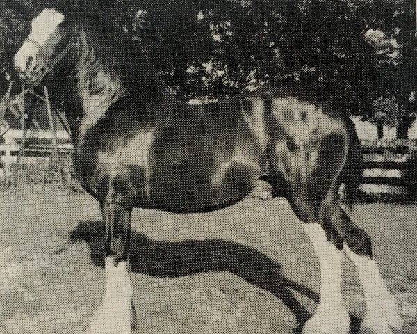 stallion PTS Clancy (Clydesdale, 1990, from Bonnie's Bardrill Sensation)