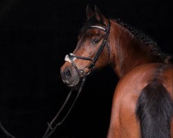 broodmare Sektina (German Riding Pony, 1993, from Silvertop's Robin)