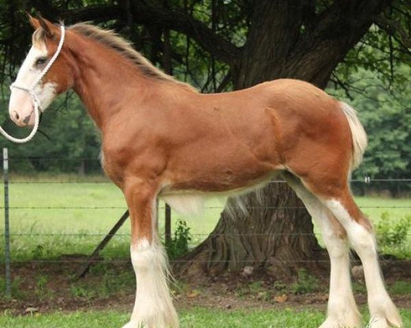 Pferd Ozark's Miss Faith (Clydesdale, 2016, von Gregglea HC Pilot)