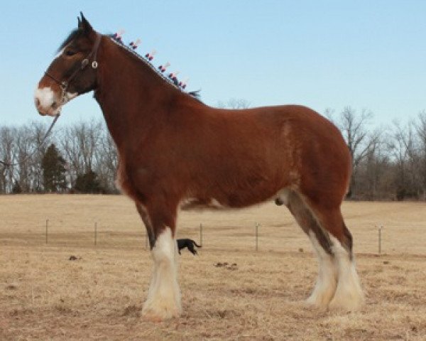 Pferd Ozark's Royal Woodland (Clydesdale, 2008, von Thistle Ridge Av's Colin Jay)