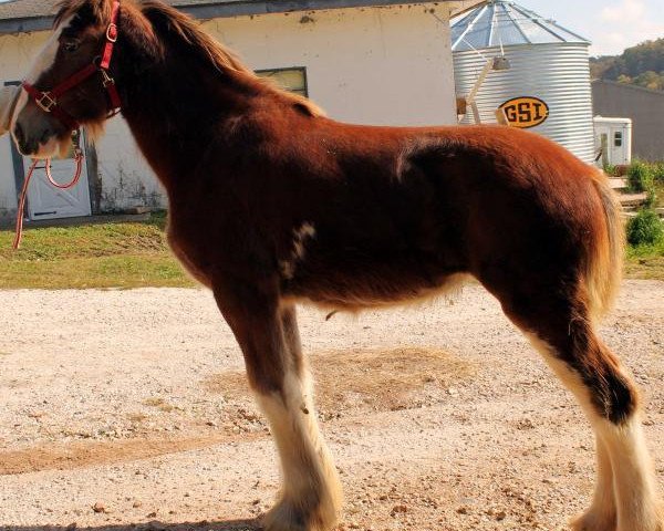 horse DJL Southern Belle (Clydesdale, 2013, from Green Leaf Royal Flush)