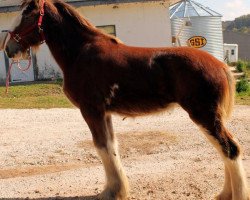 horse DJL Southern Belle (Clydesdale, 2013, from Green Leaf Royal Flush)