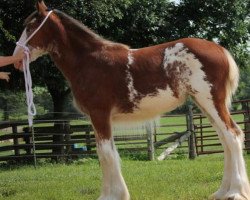 Pferd DJL Strawberry Wine (Clydesdale, 2015, von Gregglea HC Pilot)