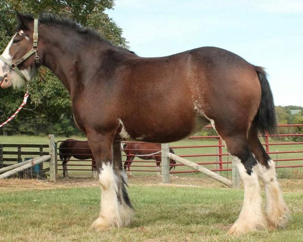 Zuchtstute Ozark's Royal Showtime (Clydesdale, 2009, von Plunton Calum Maelogan)