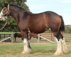 broodmare Ozark's Royal Showtime (Clydesdale, 2009, from Plunton Calum Maelogan)