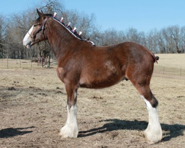 Pferd Ozark's Royal O'Fallon (Clydesdale, 2012, von Plunton Calum Maelogan)