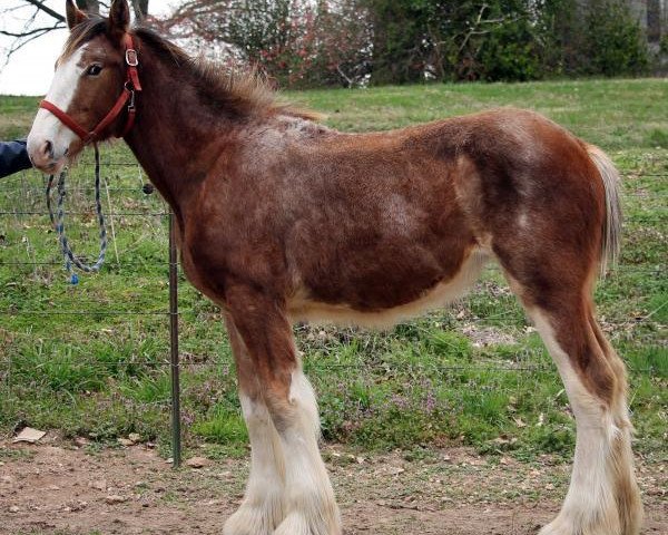 Pferd Ozark's Royal Leading Edge (Clydesdale, 2015, von Langbank Cash)