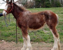 horse Ozark's Royal Leading Edge (Clydesdale, 2015, from Langbank Cash)