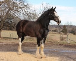 Zuchtstute Ozark's Royal Leading Dream (Clydesdale, 2011, von Donegal Bentley)