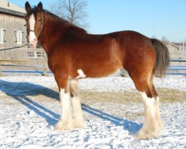 Zuchtstute Ozark's Royal Langbank (Clydesdale, 2004, von Ozark's Royal Double Aristocrat)