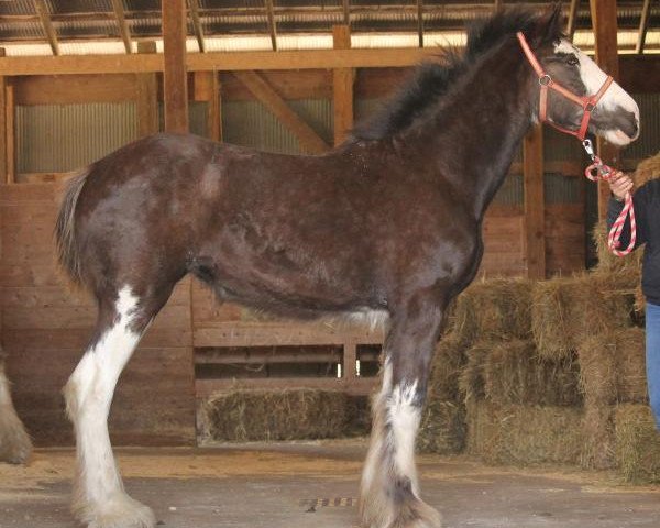 horse Ozark's Royal Ivy (Clydesdale, 2019, from Hollow Creek Cooper)